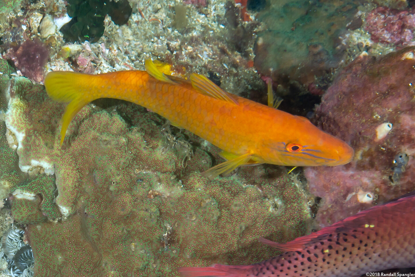 Parupeneus cyclostomus (Goldsaddle Goatfish)