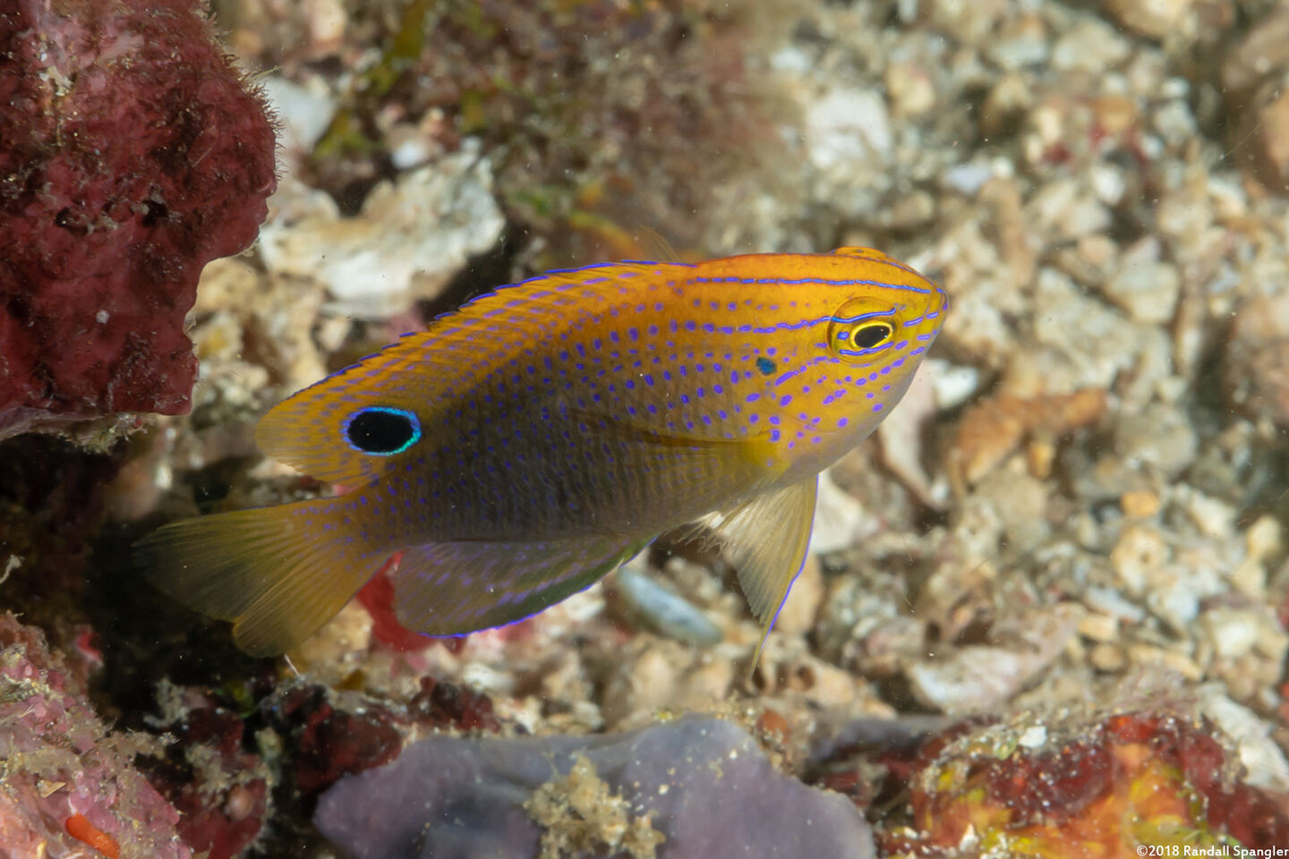 Pomacentrus vaiuli (Princess Damsel)