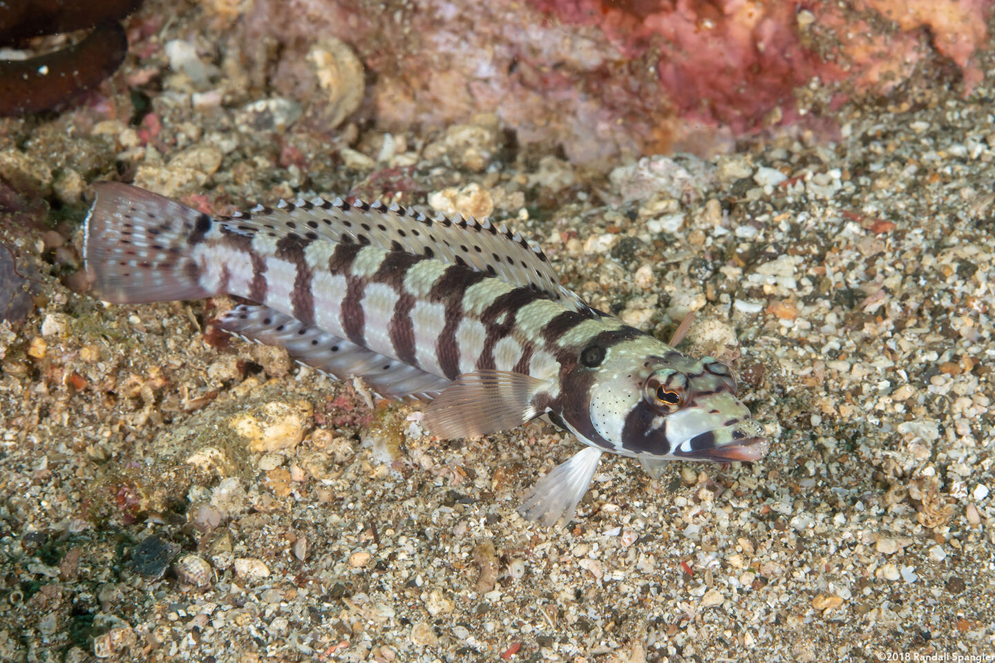 Parapercis tetracantha (Reticulated Sandperch)