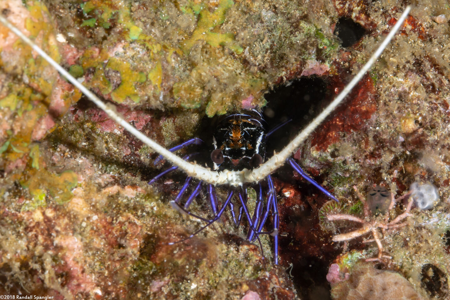 Panulirus versicolor (Painted Spiny Lobster)