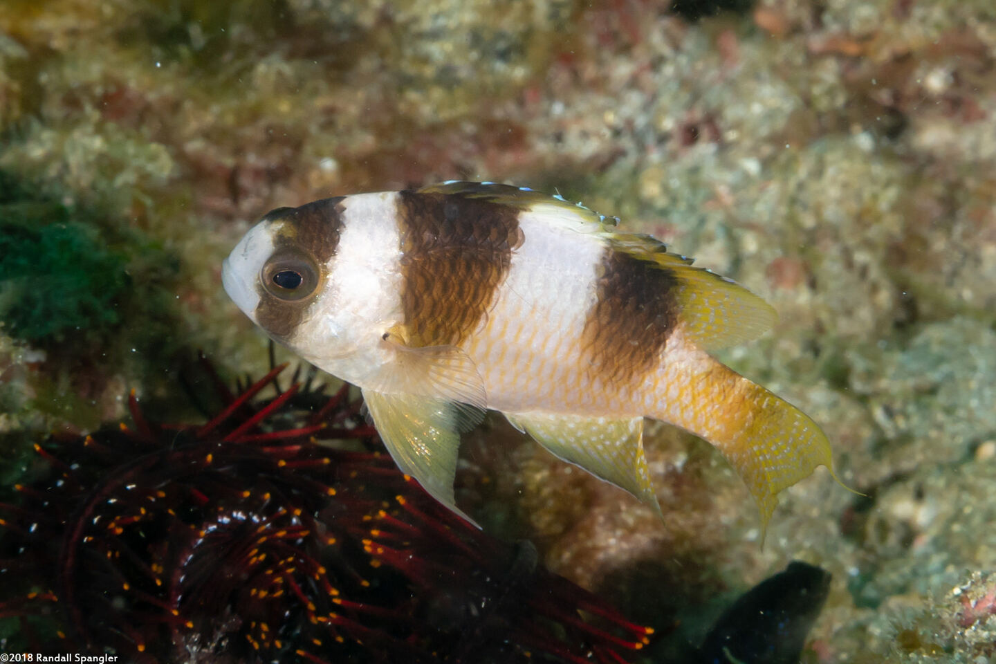 Amblypomacentrus breviceps (Black-Banded Damsel)