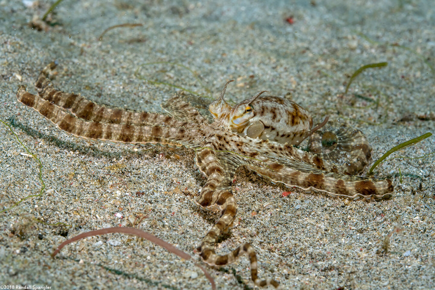 Thaumoctopus mimicus (Mimic Octopus)