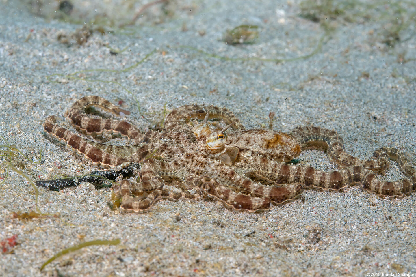 Thaumoctopus mimicus (Mimic Octopus)