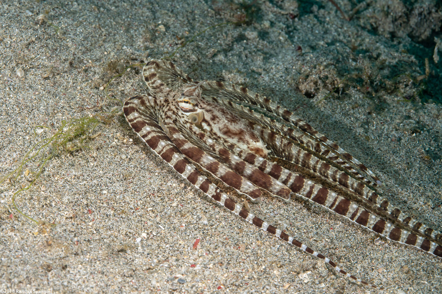 Thaumoctopus mimicus (Mimic Octopus)