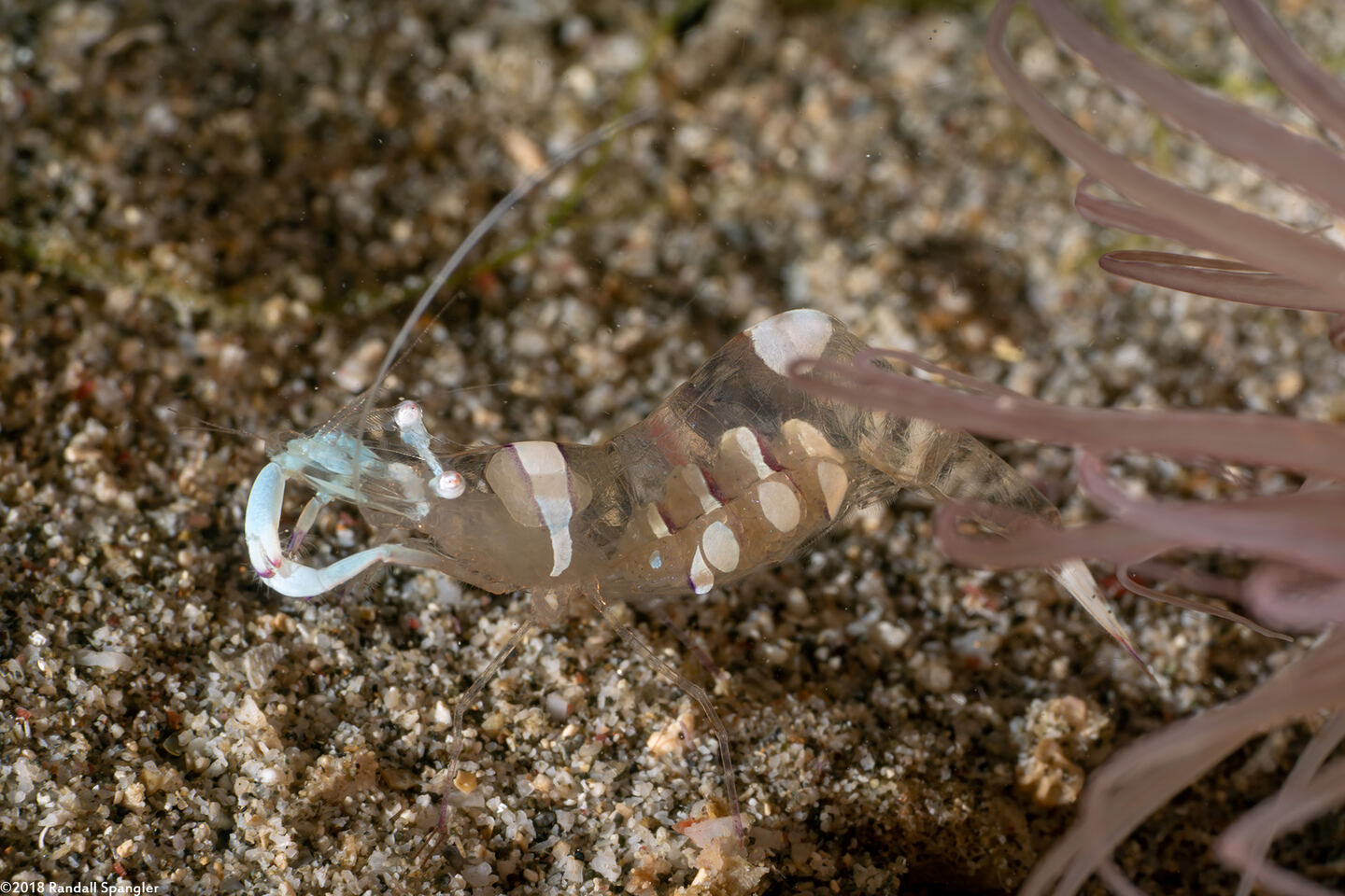 Ancylomenes magnificus (Magnificent Anemone Shrimp)