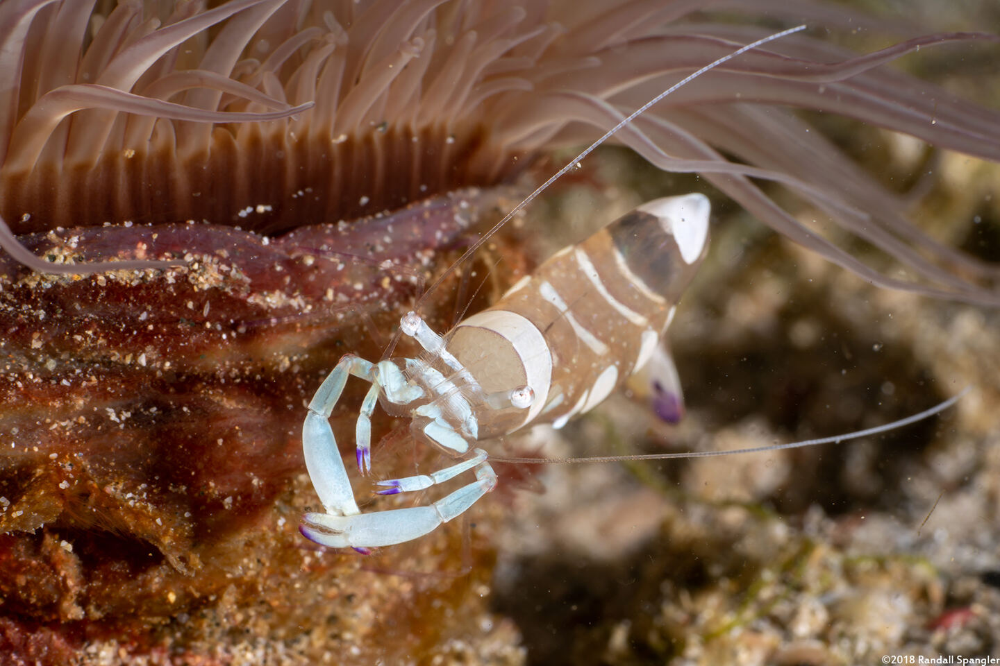 Ancylomenes magnificus (Magnificent Anemone Shrimp)