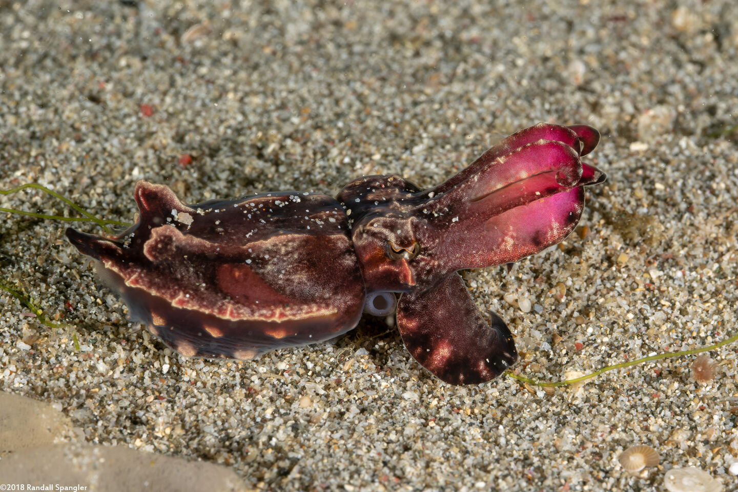 Metasepia pfefferi (Flamboyant Cuttlefish)