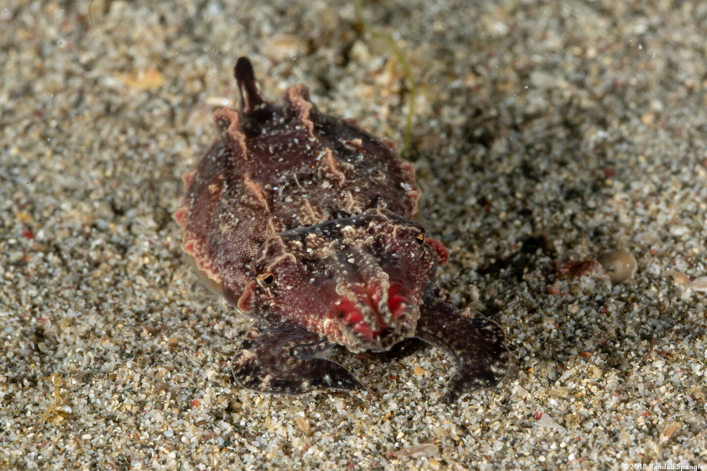 Metasepia pfefferi (Flamboyant Cuttlefish)