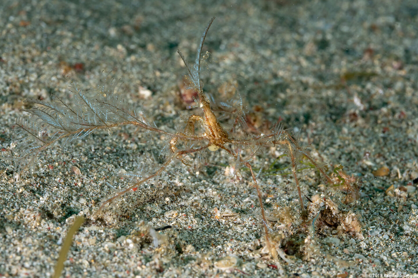 Achaeus sp.1 (Achaeus sp.1)
