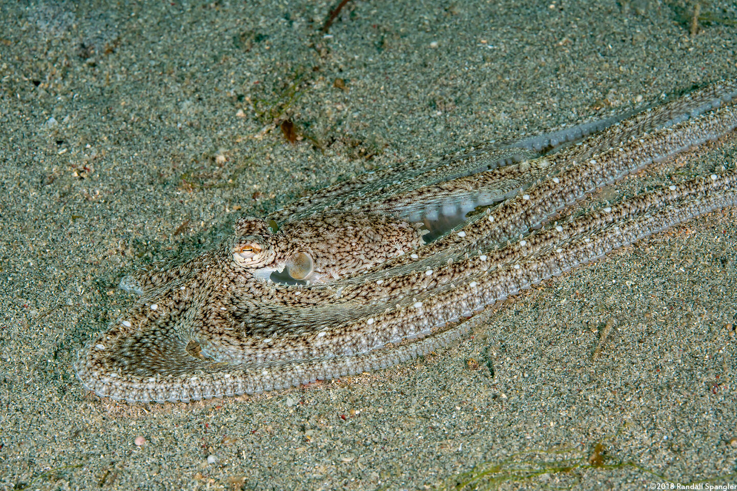 Thaumoctopus mimicus (Mimic Octopus)