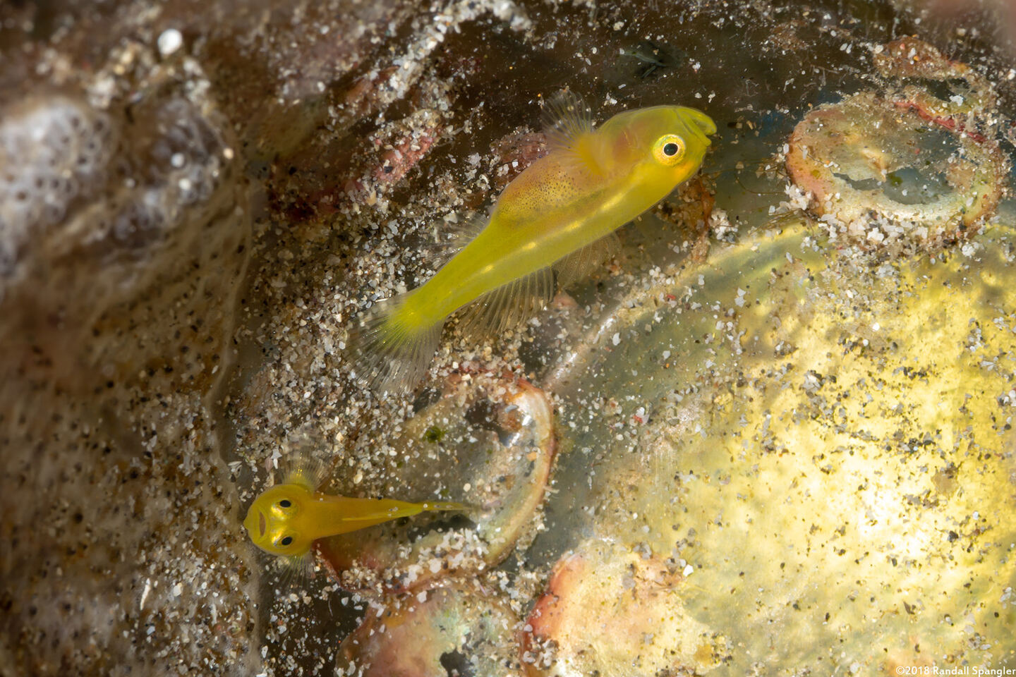 Lubricogobius exiguus (Ornate Goby)