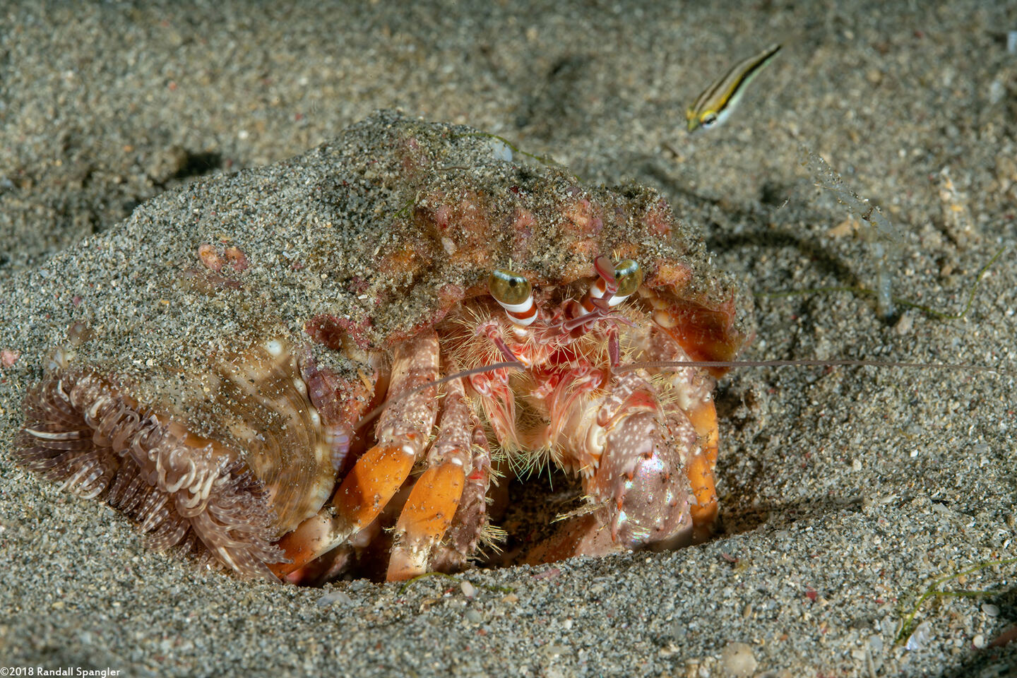Dardanus pedunculatus (Anemone Hermit Crab)