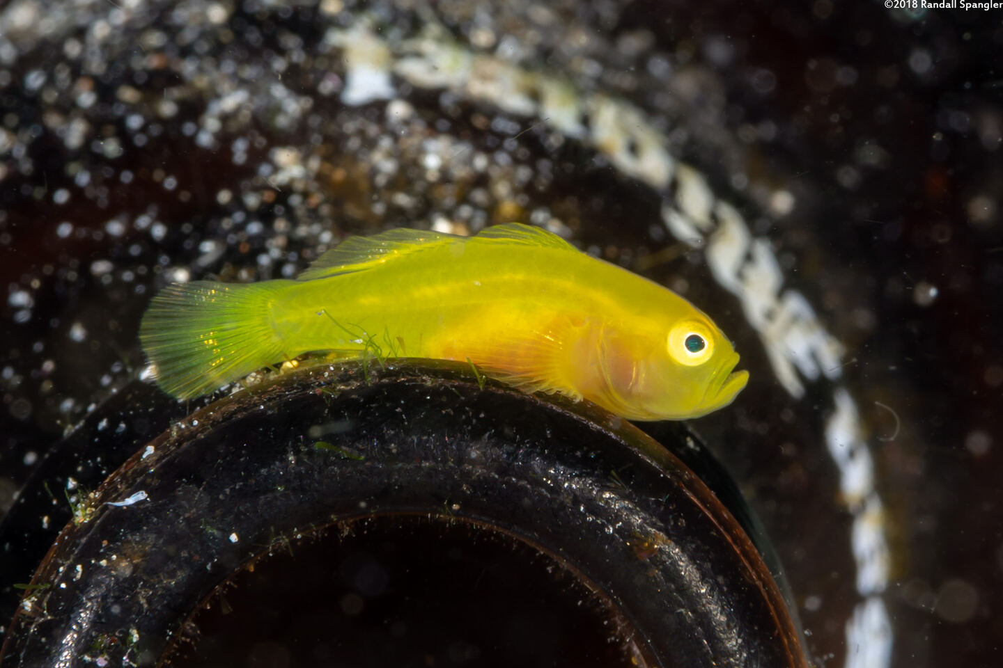 Lubricogobius exiguus (Ornate Goby)