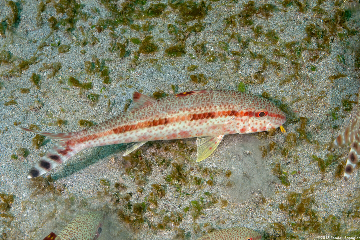 Upeneus tragula (Freckled Goatfish)