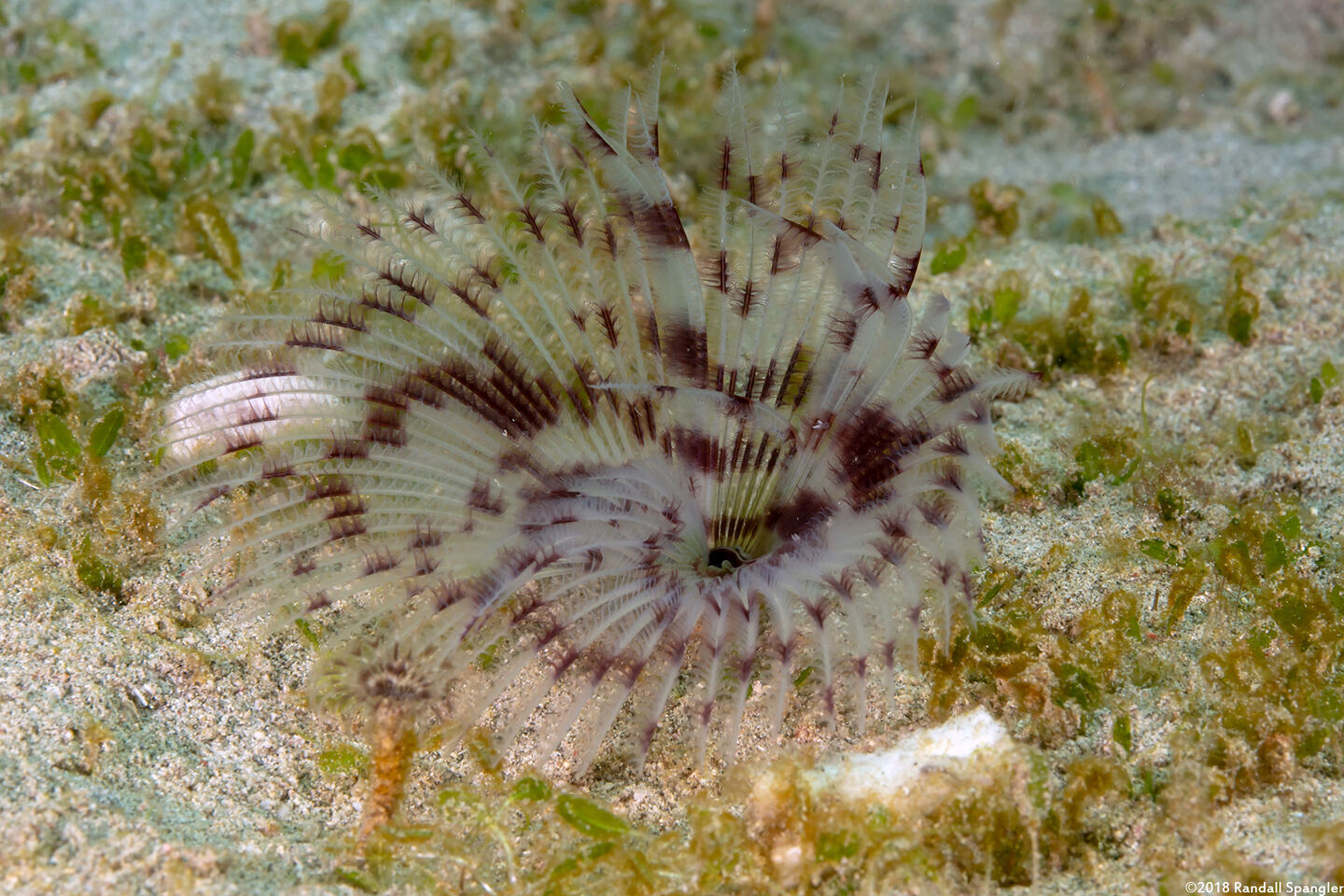 Sabellastarte sp.1 (Feather Duster Worm)