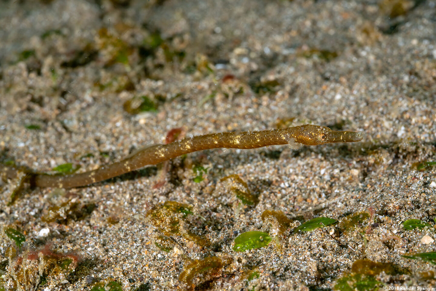 Hippichthys cyanospilos (Estuary Pipefish)