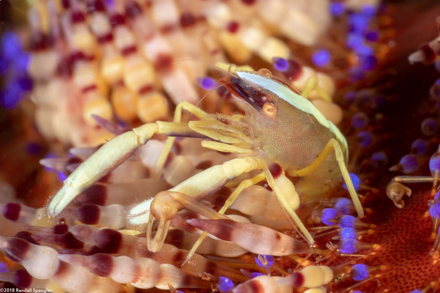 Allopontonia brocki (Brook's Urchin Shrimp)
