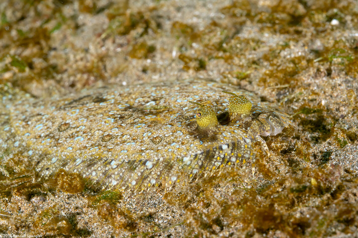Bothus pantherinus (Panther Flounder)