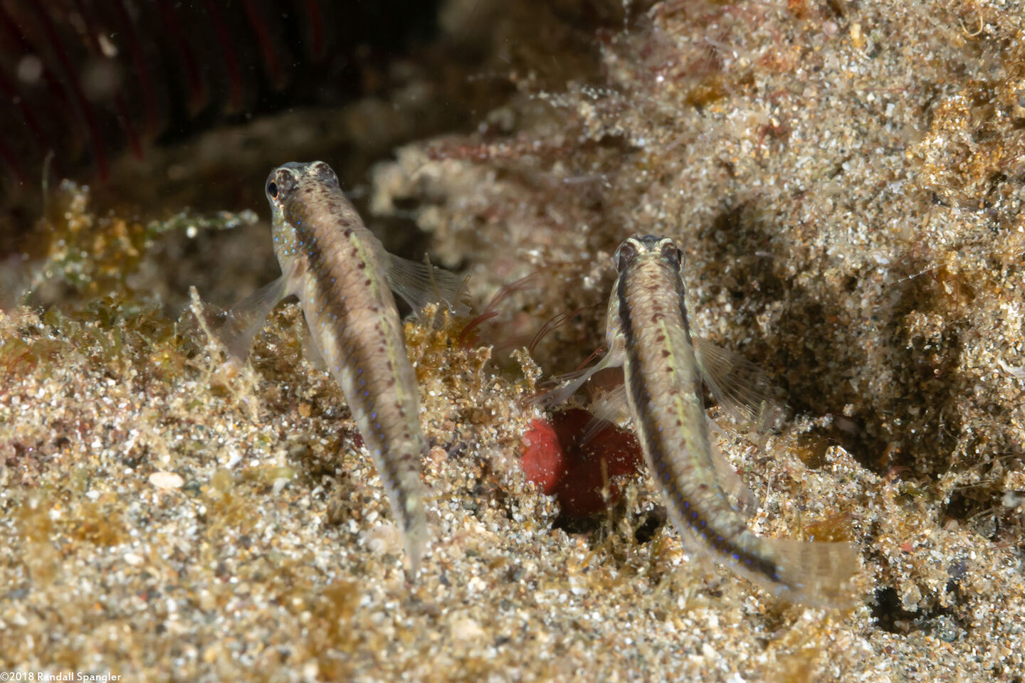 Asterropteryx striata (Striped Goby)