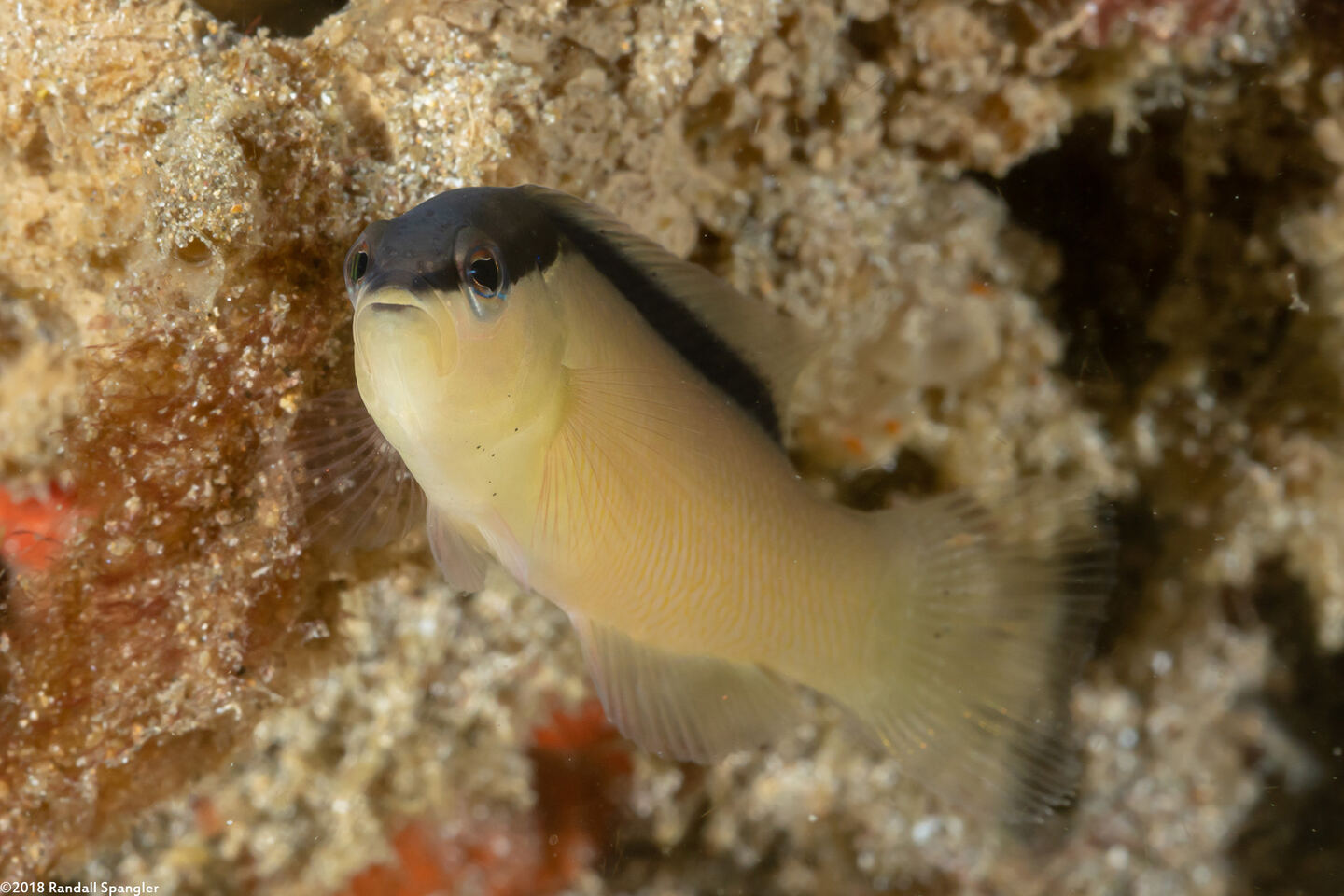 Pseudochromis perspicillatus (Blackstripe Dottyback)