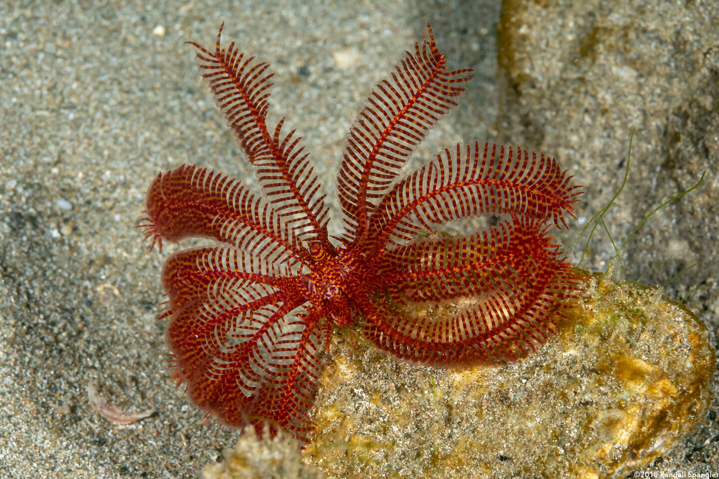Oligometra carpenteri (Carpenter's Feather Star)