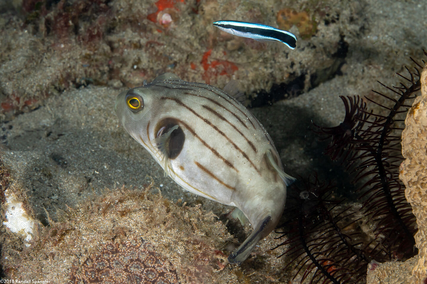 Arothron manilensis (Striped Puffer)