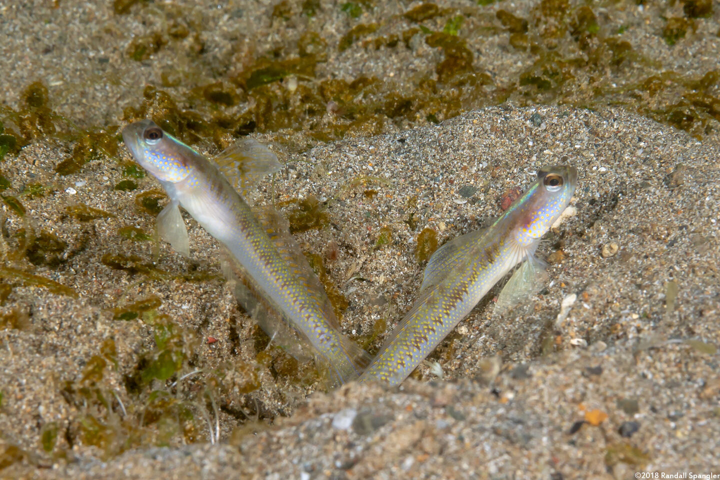 Vanderhorstia dorsomacula (Spangled Shrimpgoby)
