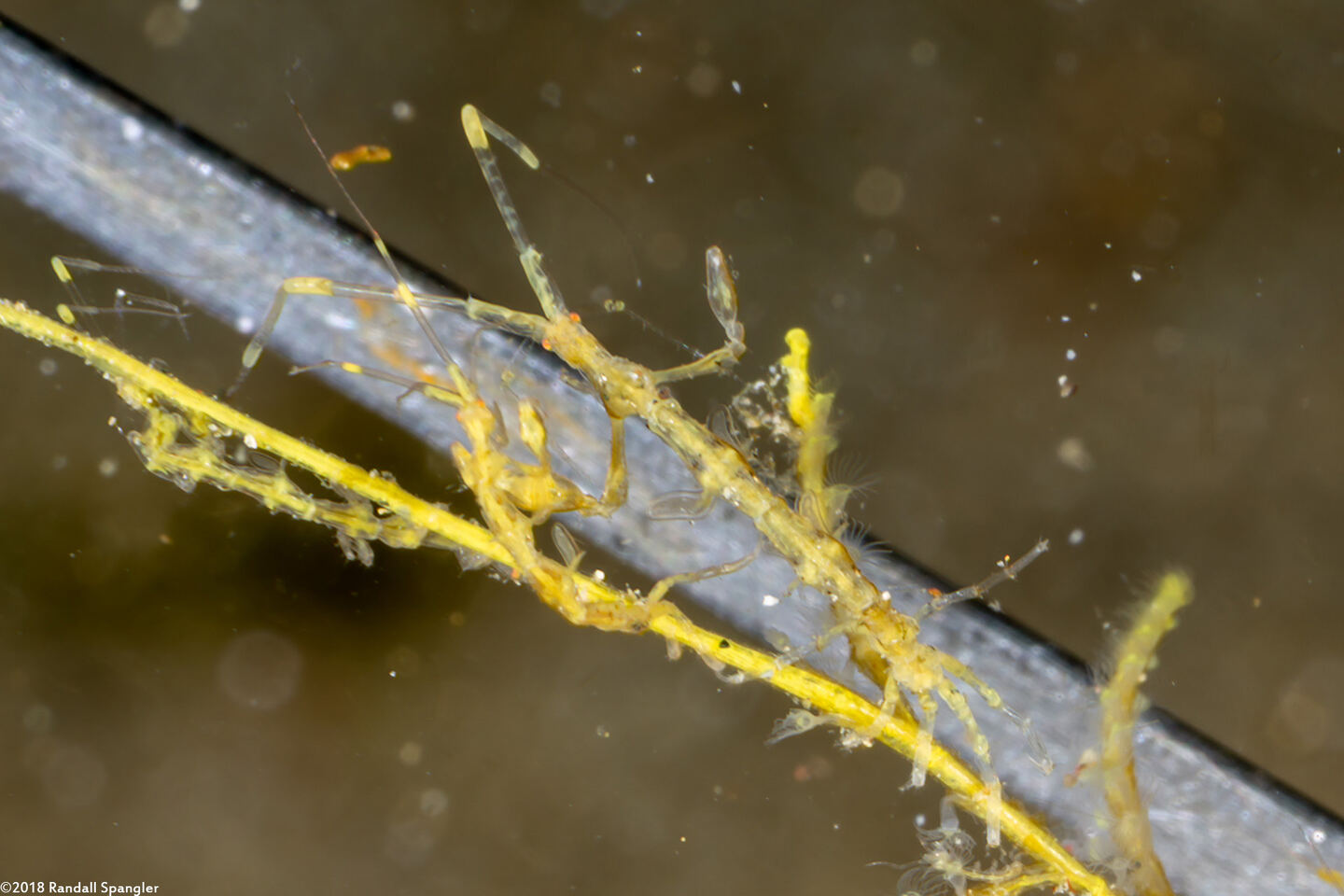 Caprella sp.1 (Skeleton Shrimp)