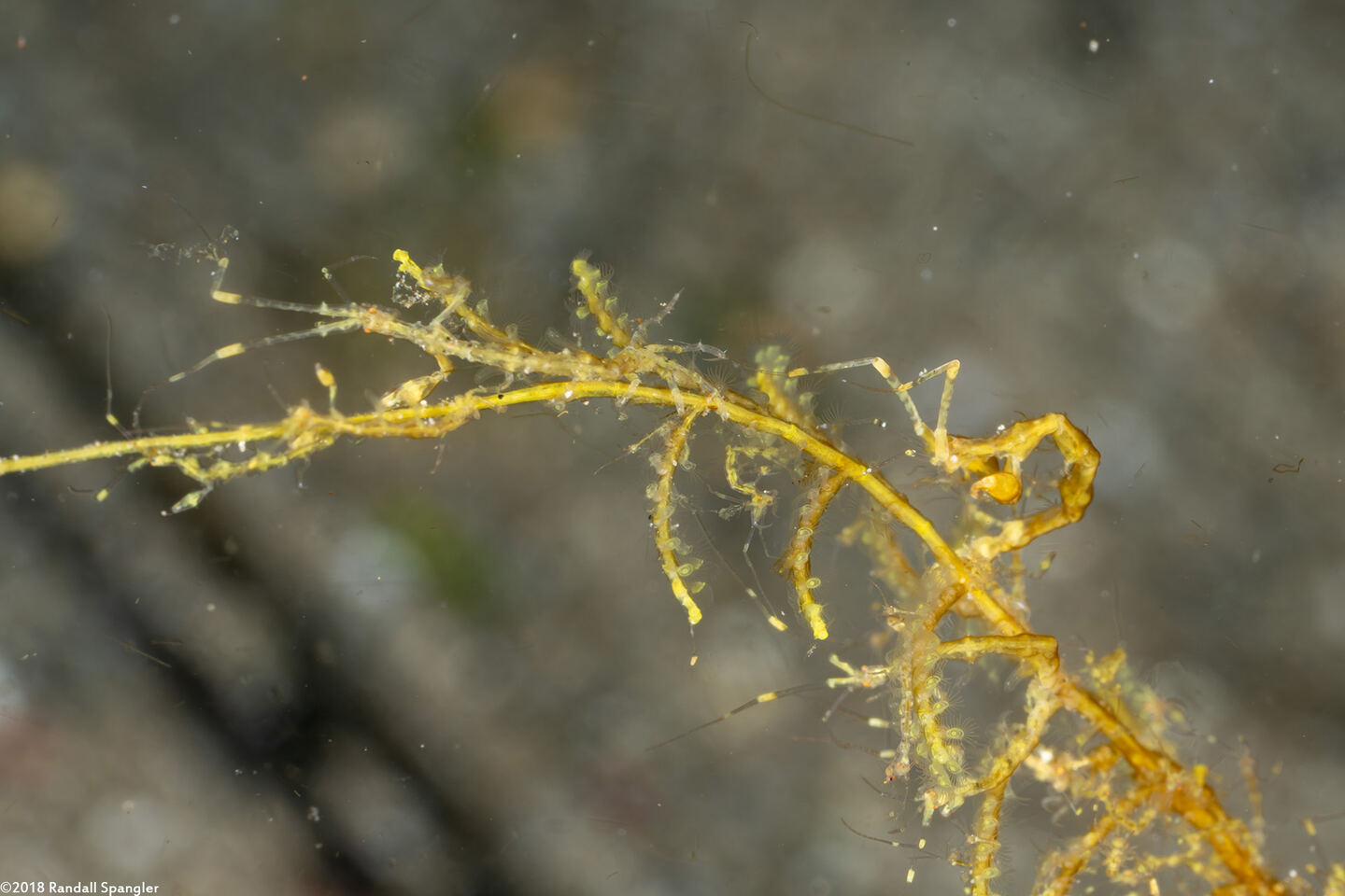 Caprella sp.1 (Skeleton Shrimp)