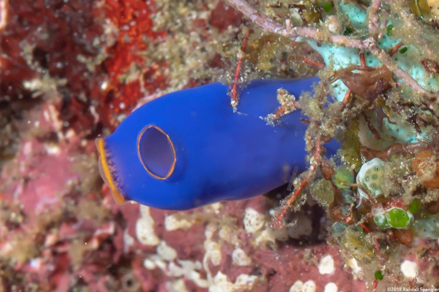 Clavelina coerulea (Clavelina Coerulea)