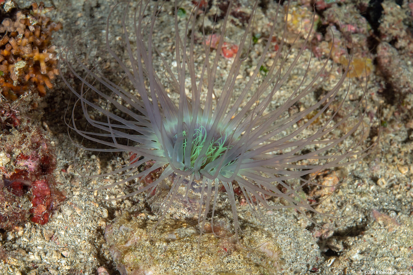 Cerianthus filiformis (Cerianthus Filiformis)