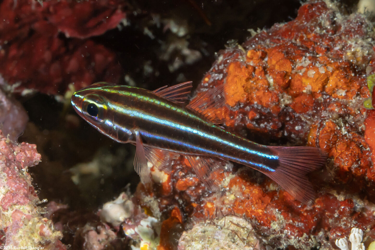 Ostorhinchus nigrofasciatus (Blackstripe Cardinalfish)