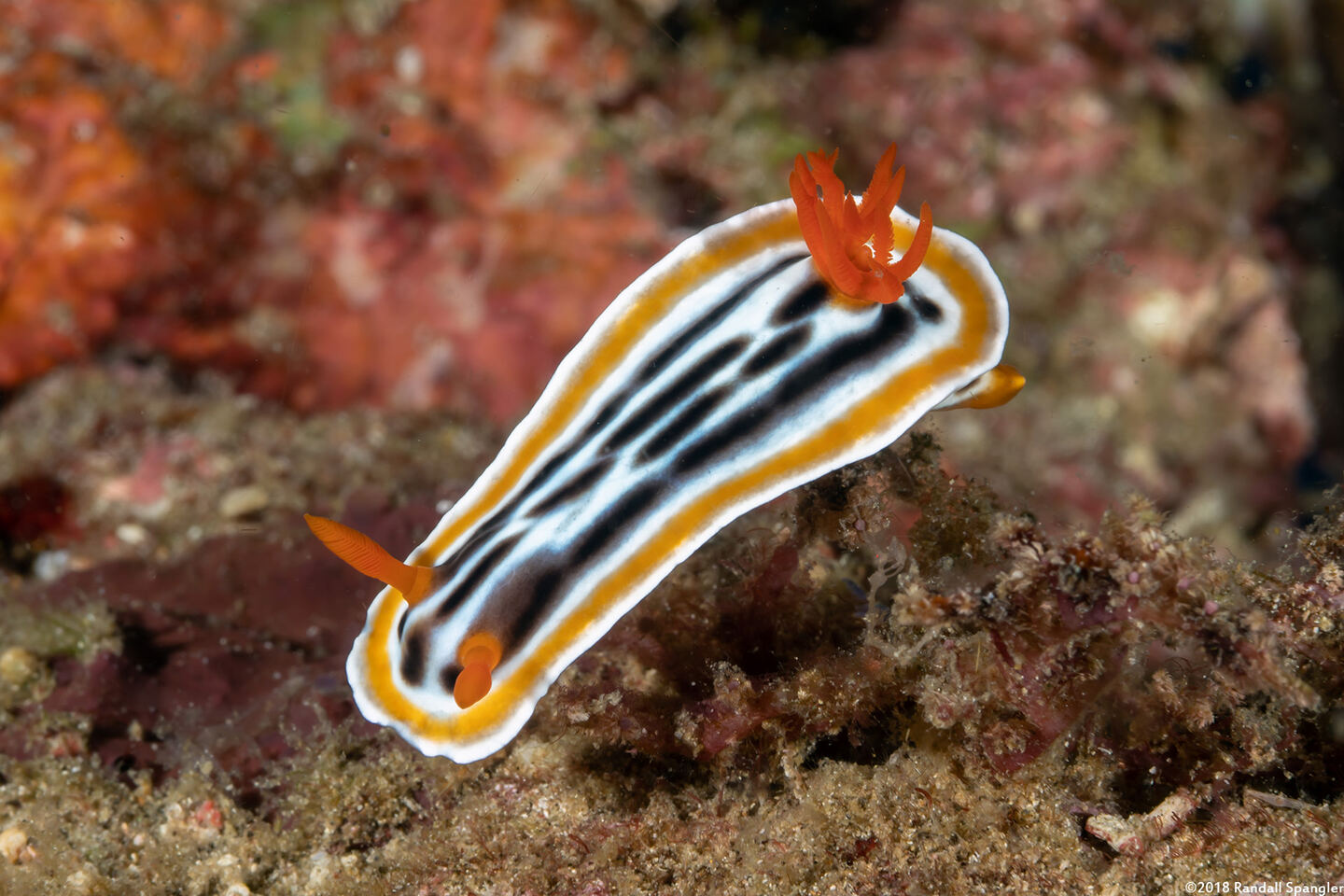 Chromodoris magnifica (Magnificent Chromodoris)