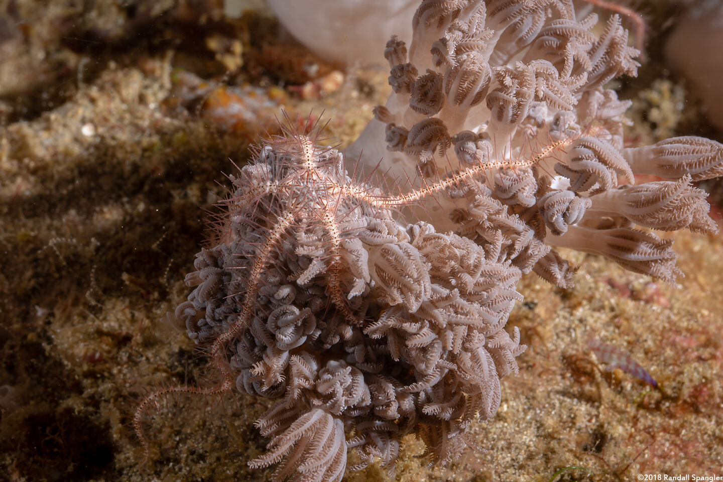 Ophiothrix purpurea (Dark Red-Spined Brittle Star)