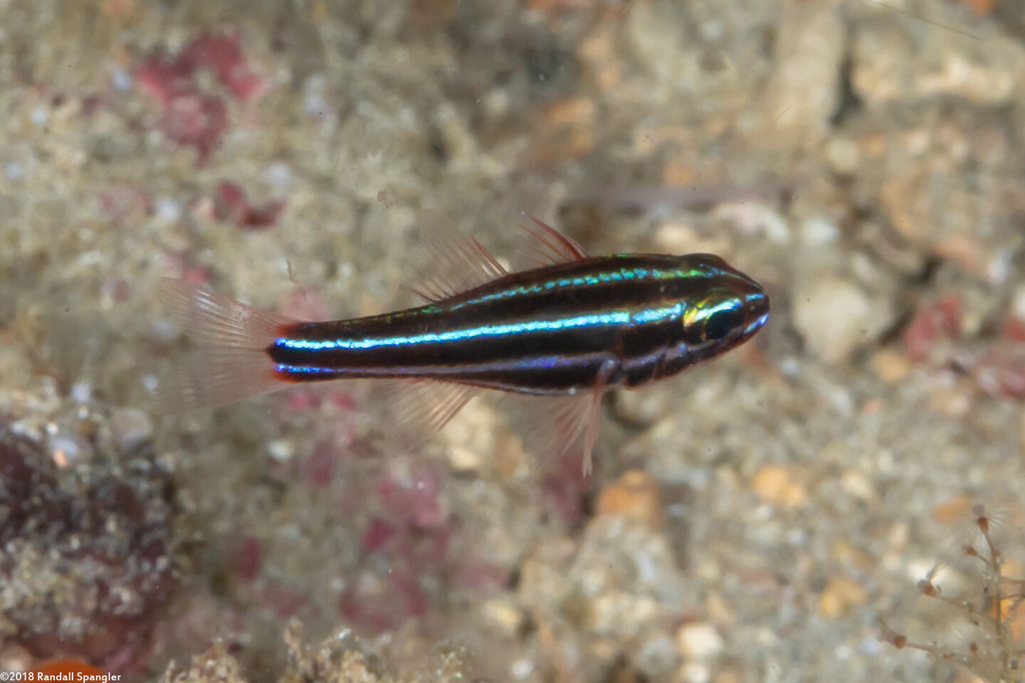 Ostorhinchus nigrofasciatus (Blackstripe Cardinalfish)