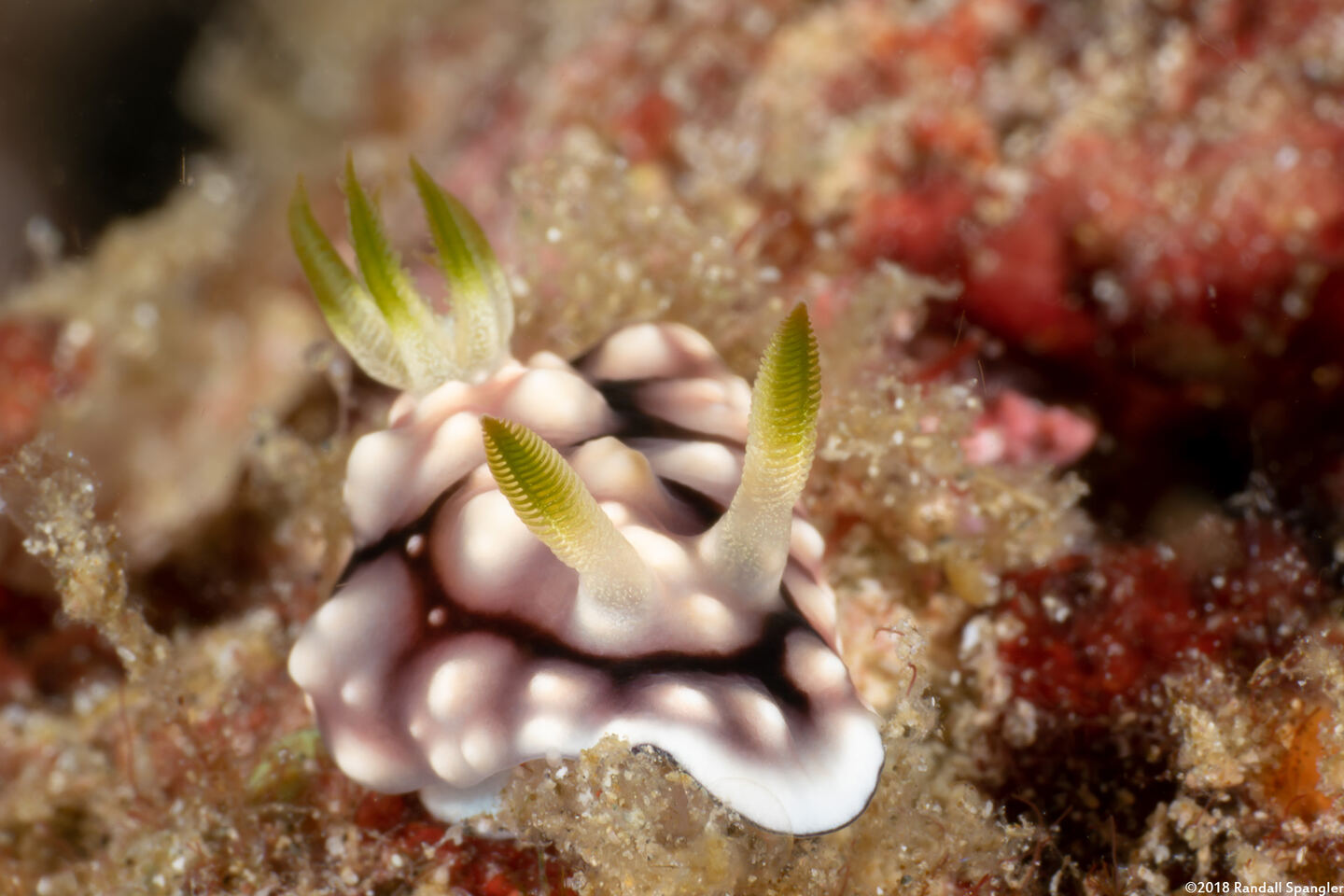 Goniobranchus geometricus (Geometric Chromodoris)