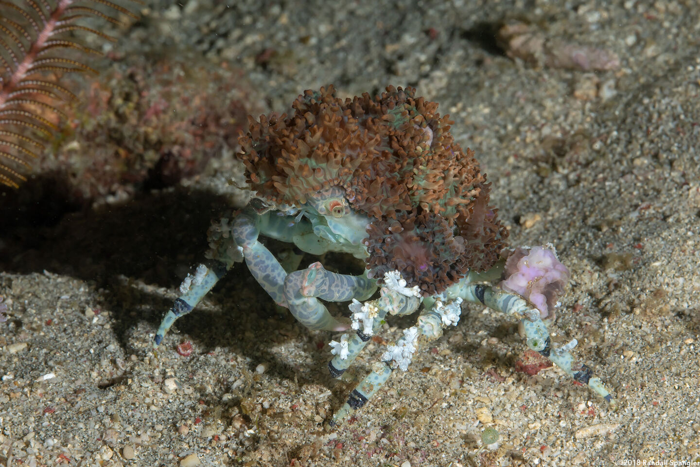 Cyclocoeloma tuberculatum (Corallimorph Decorator Crab)