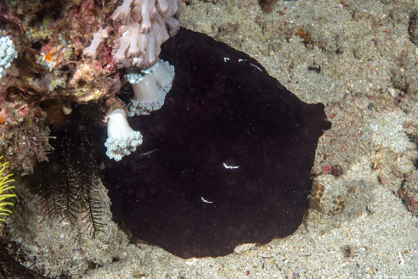 Pleurobranchus forskalii (Forsskal's Pleurobranch)