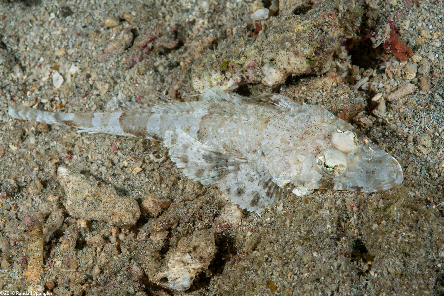 Thysanophyrs celebica (Celebes Flathead)