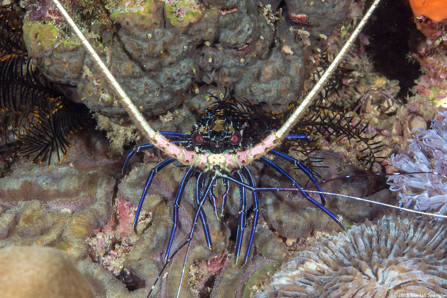Panulirus versicolor (Painted Spiny Lobster)