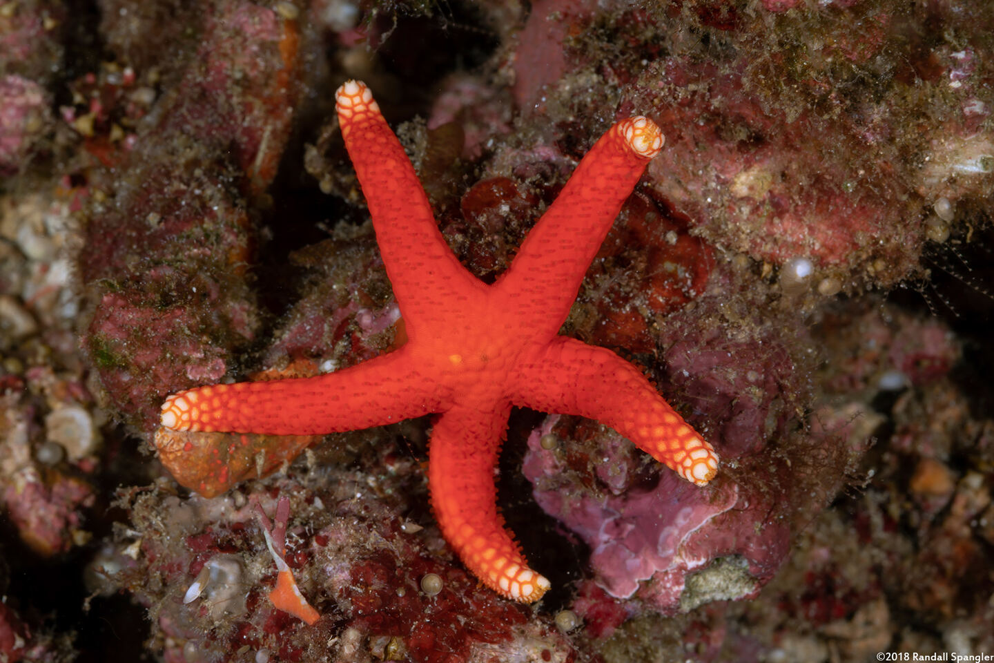 Fromia hemiopla (Armored Sea Star)