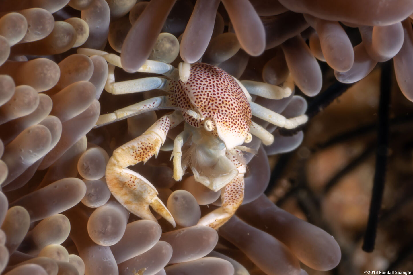 Neopetrolisthes maculatus (Spotted Porcelain Crab)