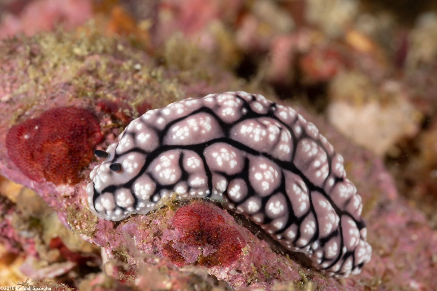 Phyllidiopsis fissurata (Phyllidiopsis Fissurata)