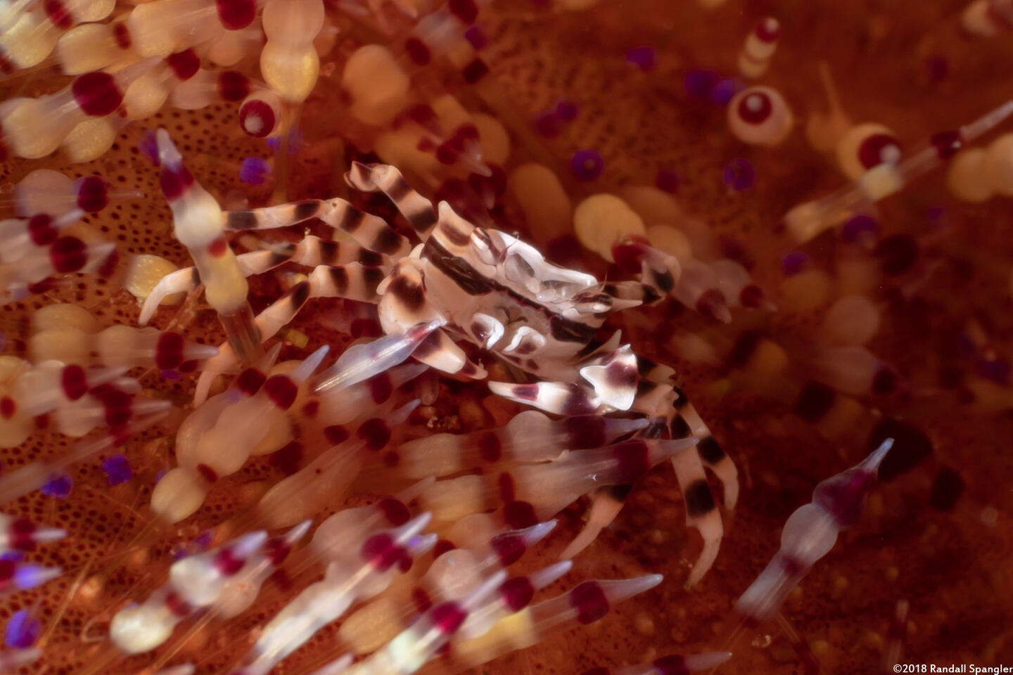 Zebrida adamsii (Zebra Urchin Crab)