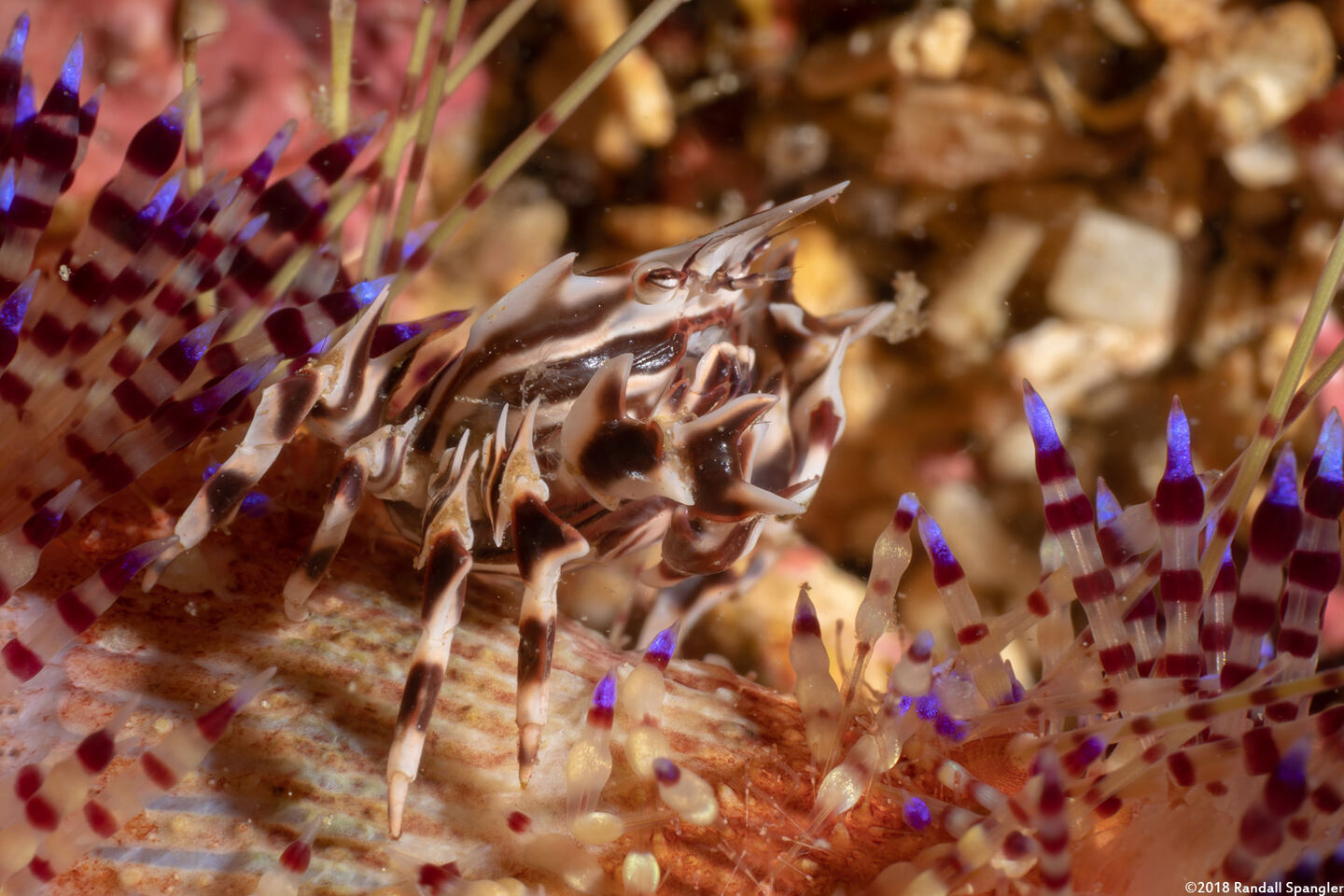 Zebrida adamsii (Zebra Urchin Crab)