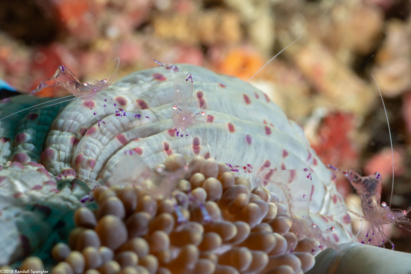 Ancylomenes sarasvati (Sarasvati Anemone Shrimp)