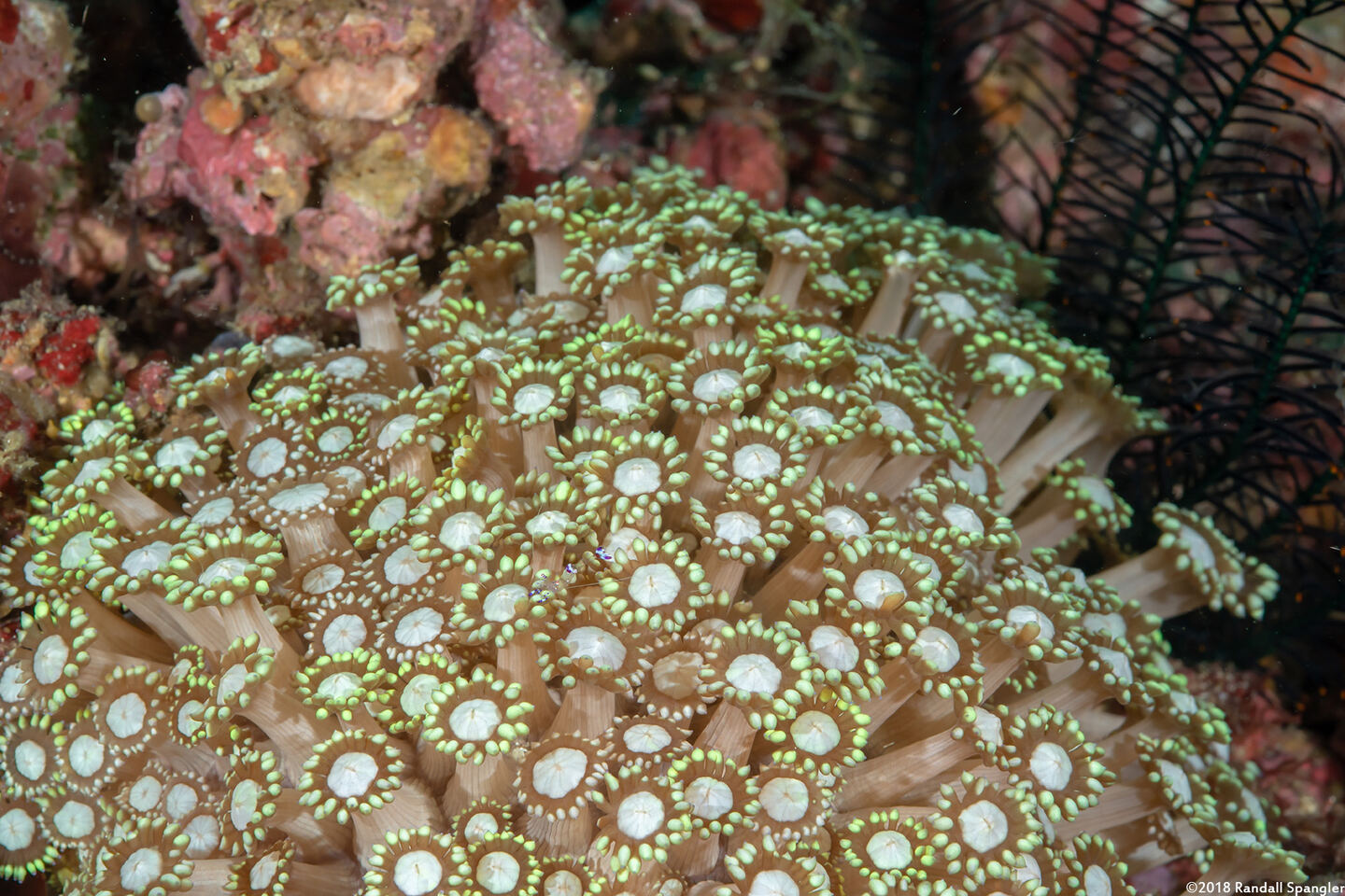 Goniopora cf. djiboutiensis (Goniopora cf. Djiboutiensis)