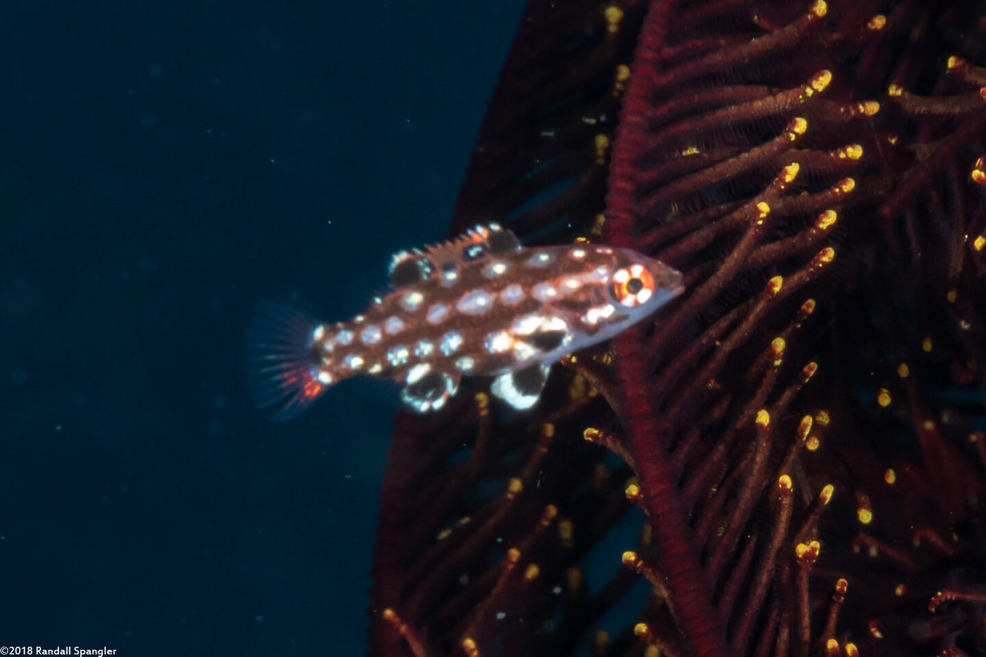 Bodianus dictynna (Redfin Hogfish)