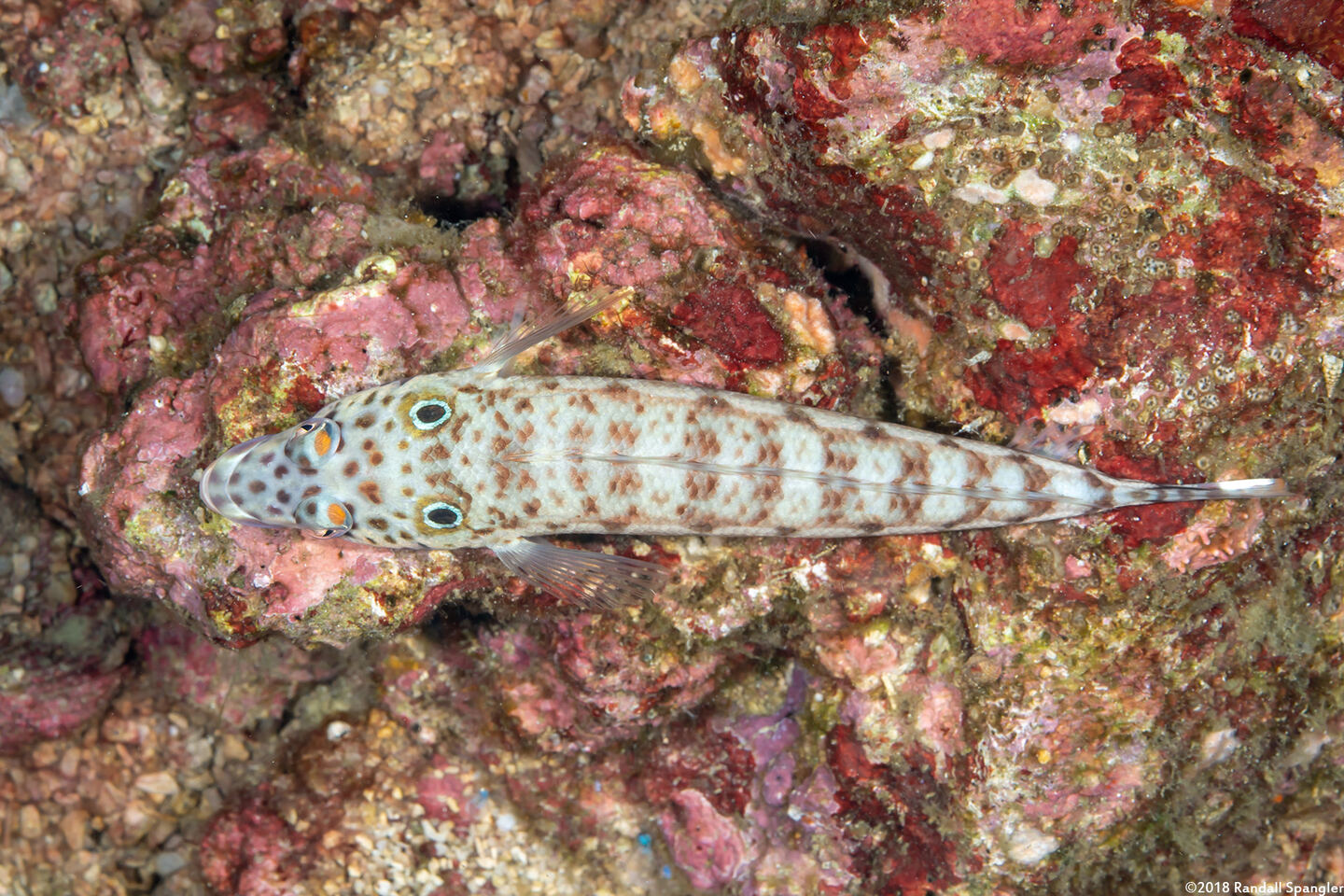 Parapercis clathrata (Latticed Sandperch)