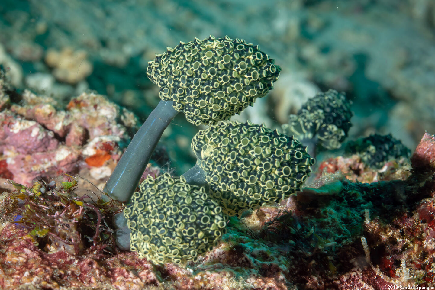 Nephtheis fascicularis (Nephtheis Fascicularis)